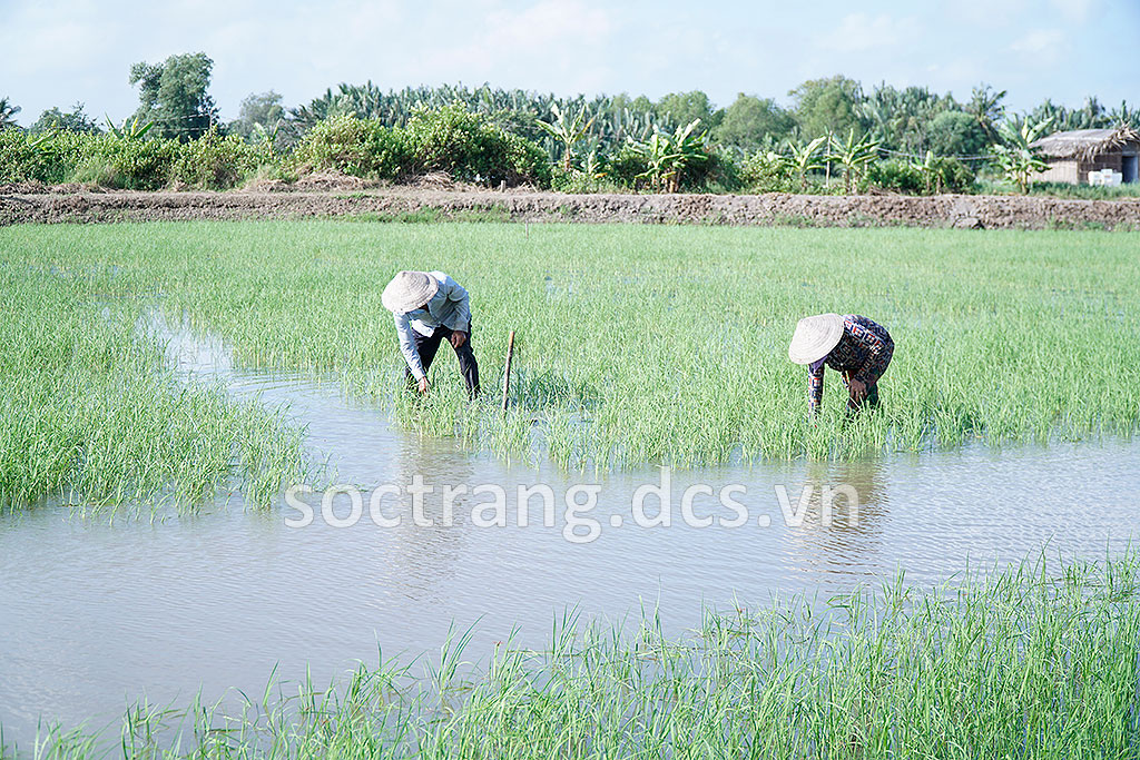 Giữ vững mô hình tôm - lúa theo định hướng của Tổng Bí thư Nguyễn Phú Trọng