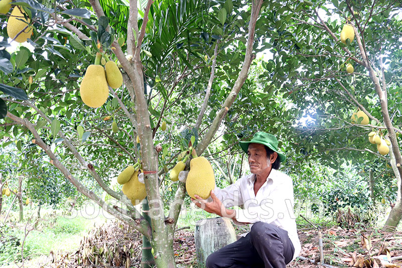 Thu nhập hàng trăm triệu đồng mỗi năm nhờ trồng mít ruột đỏ